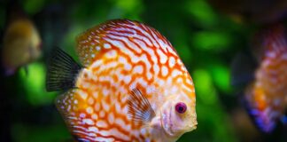 Czy sztuczne rośliny mogą być w akwarium?