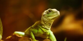 Czy agama brodata może ugryźć? Czy agama brodata może ugryźć?