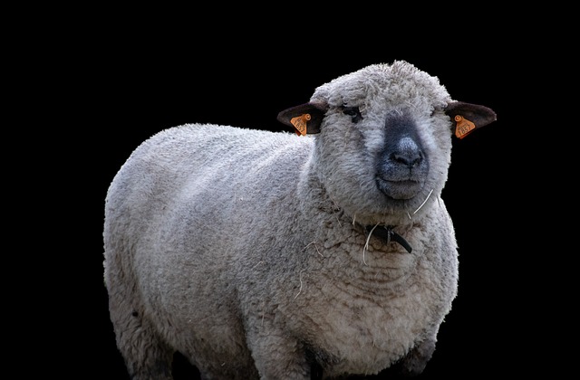 Jakie zwierzęta opłaca się hodować w Polsce? Jakie zwierzęta opłaca się hodować w Polsce?