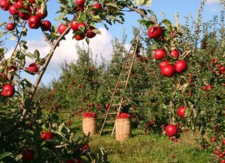 Ile powinno się jeść jabłek dziennie?