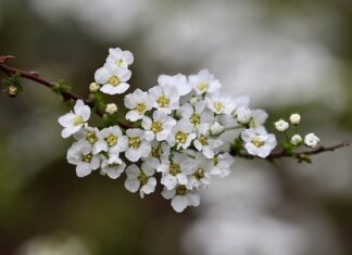 Jakie wysokie krzewy do ogrodu?