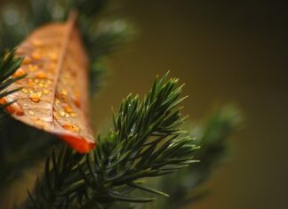 Do jakiej wysokości sąsiad może mieć tuje?