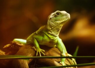 Czy agama musi zimować?