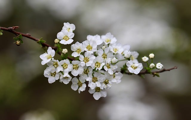 Co posadzić między krzewami? Co posadzić między krzewami?