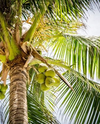 Ile kosztuje jeden kokos?