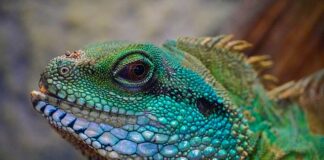 Ile lat żyje jaszczurka zwinka?