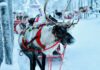 Laponia od kuchni: Odkryj urok Rovaniemi, domu Świętego Mikołaja laponia