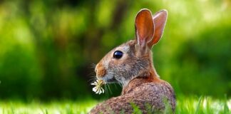Jak samemu wyrównać teren pod trawnik?