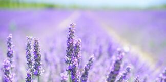 Czy lawenda jest dobra na sen?