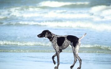 Jak długo moczyć drewno w Impregnacie?