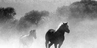 Jak prawidłowo palić świece Yankee Candle?