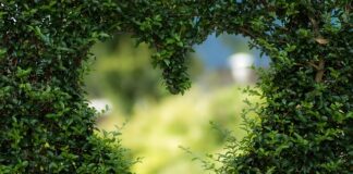 Jakie krzaki na cmentarz?