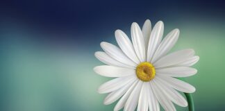 Co symbolizuje biała róża na pogrzebie? Co symbolizuje biała róża na pogrzebie?