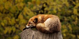 Czy spanie przy włączonym telewizorze jest szkodliwe?