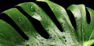 Dlaczego moja monstera płacze?