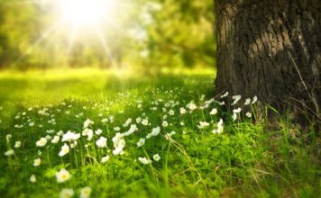 Jakie kwiaty na pierwszą randkę?