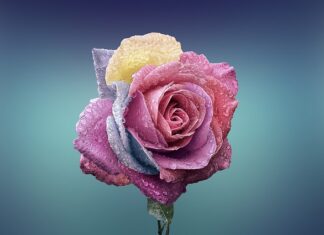 Ile kosztuje 1 róża w kwiaciarni 2023?
