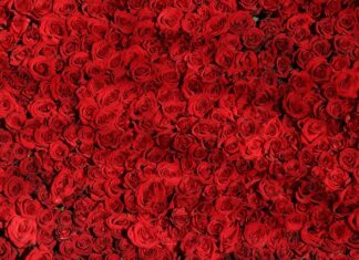 Co oznacza 21 róż?