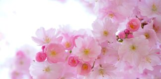 Jakie rośliny wytwarzają tlen w nocy?