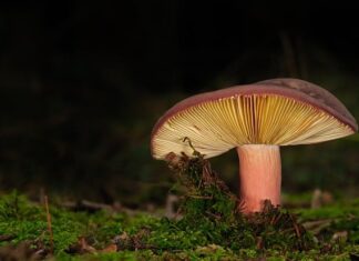 Czym przykleić Lamele do ściany?