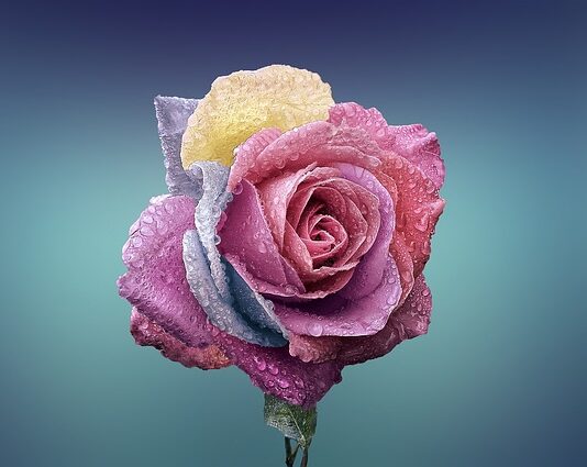 Ile wytrzyma róża w wodzie?